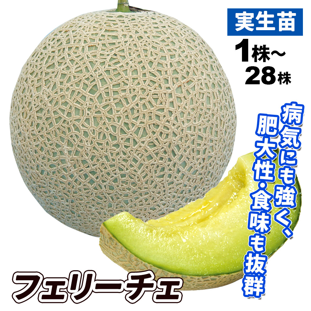 実生野菜苗 メロン F1フェリーチェ