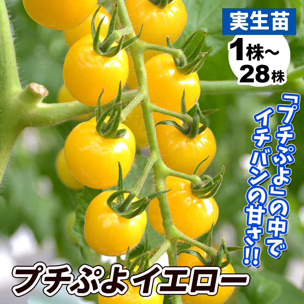 実生野菜苗 ミニトマト F1ＣＦプチぷよ イエロー