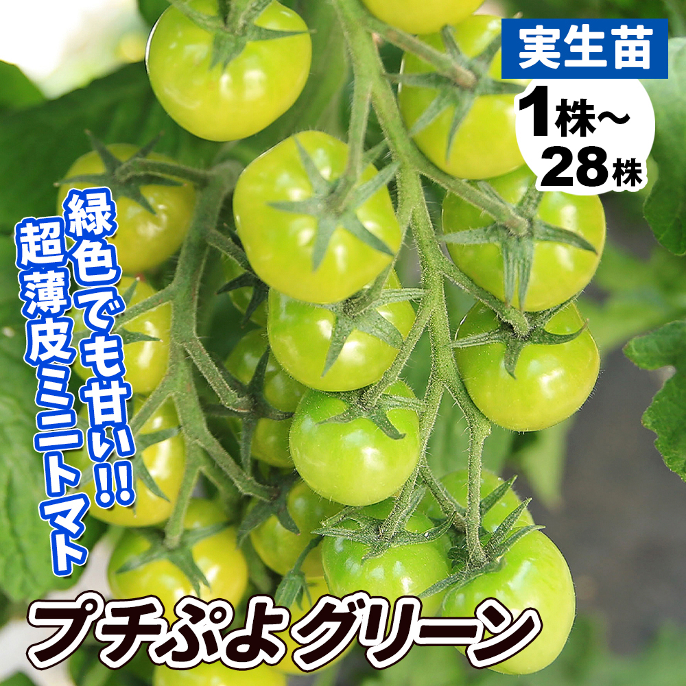 実生野菜苗 ミニトマト F1ＣＦプチぷよグリーン