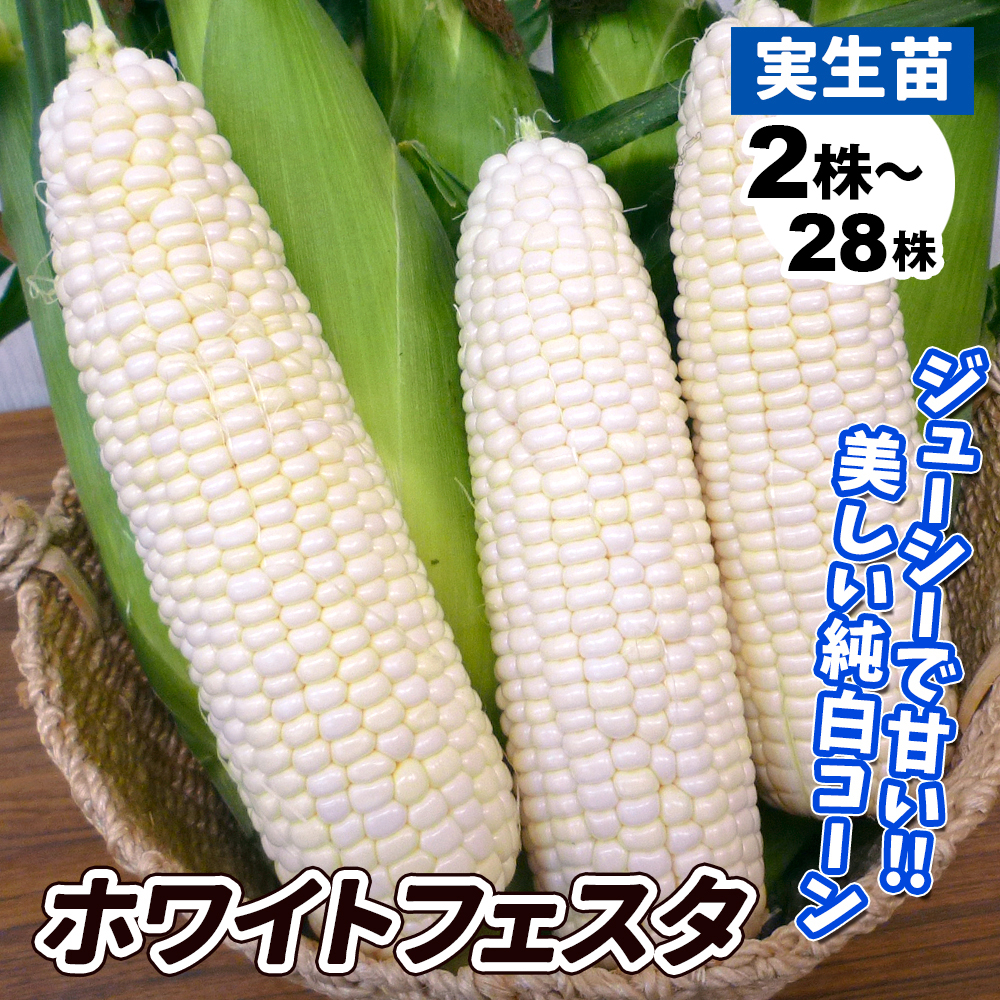 実生野菜苗 トウモロコシ F1ホワイトフェスタ