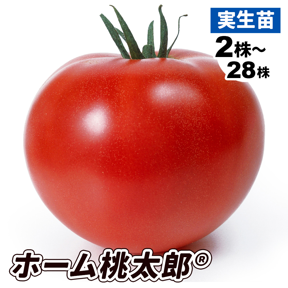 実生野菜苗 大玉トマト F1ホーム桃太郎Ｒ