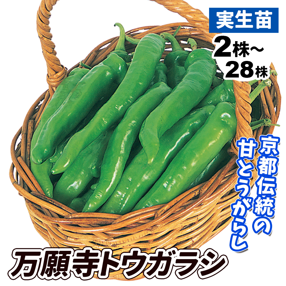 実生野菜苗 甘トウガラシ 万願寺トウガラシ