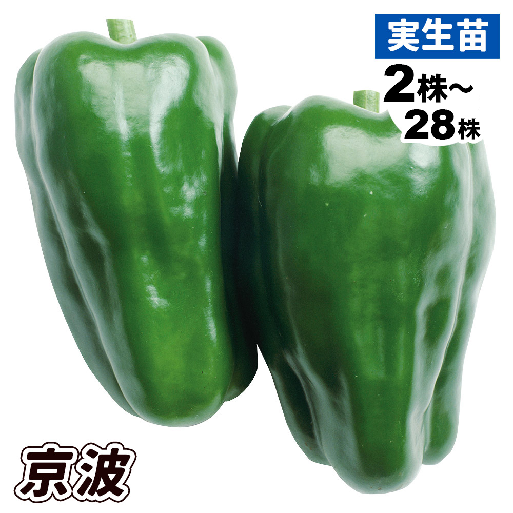 実生野菜苗 ピーマン F1京波