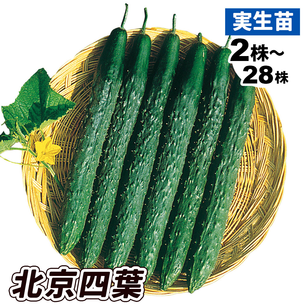 実生野菜苗 キュウリ F1北京四葉