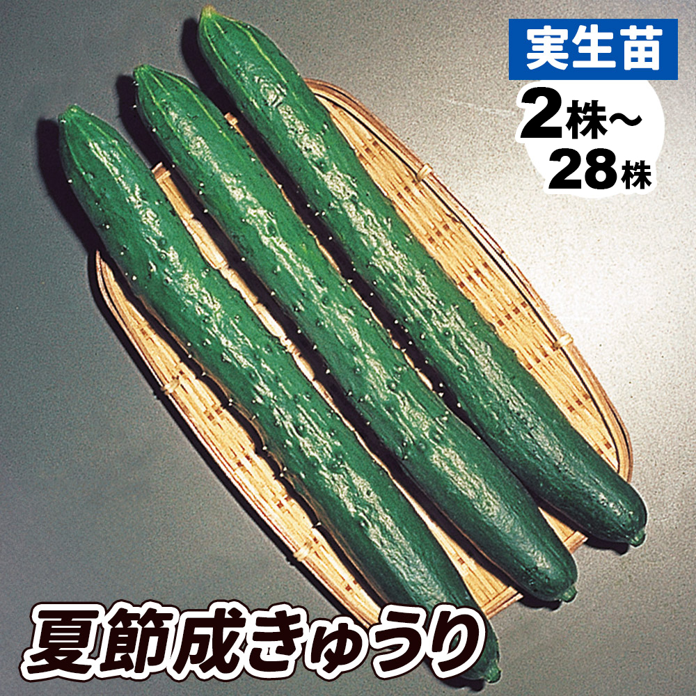 実生野菜苗 キュウリ 夏節成きゅうり