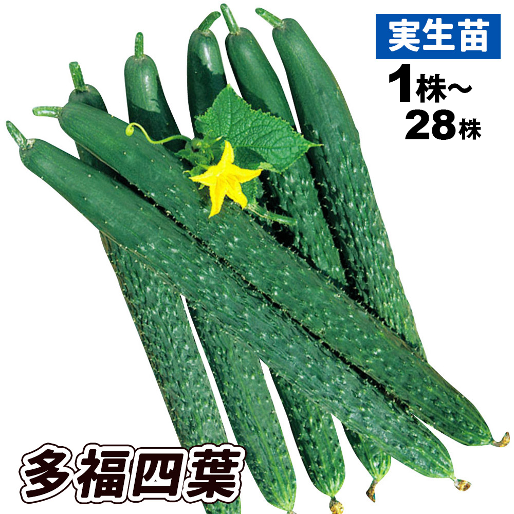 実生野菜苗 キュウリ F1多福四葉