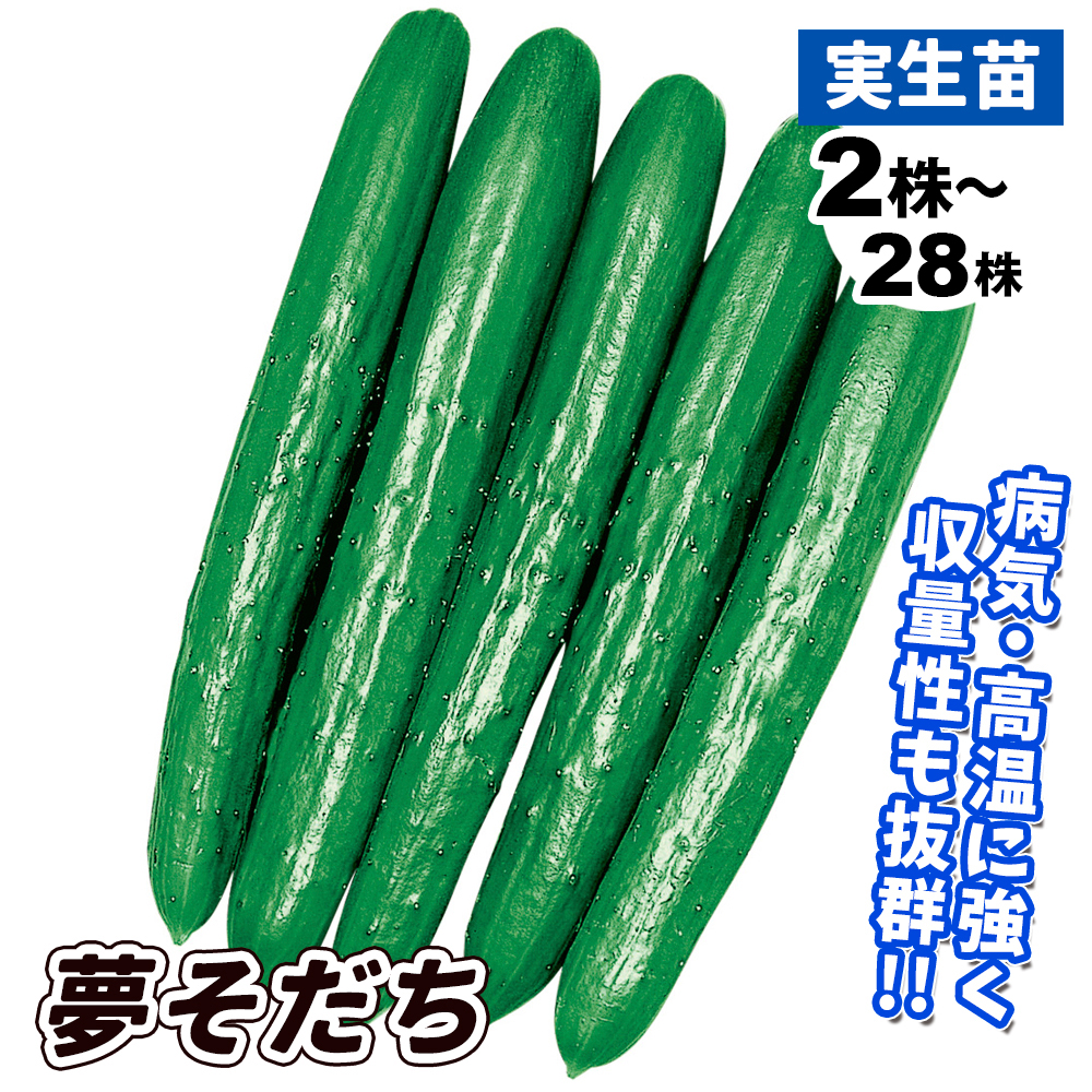 実生野菜苗 キュウリ F1夢そだち