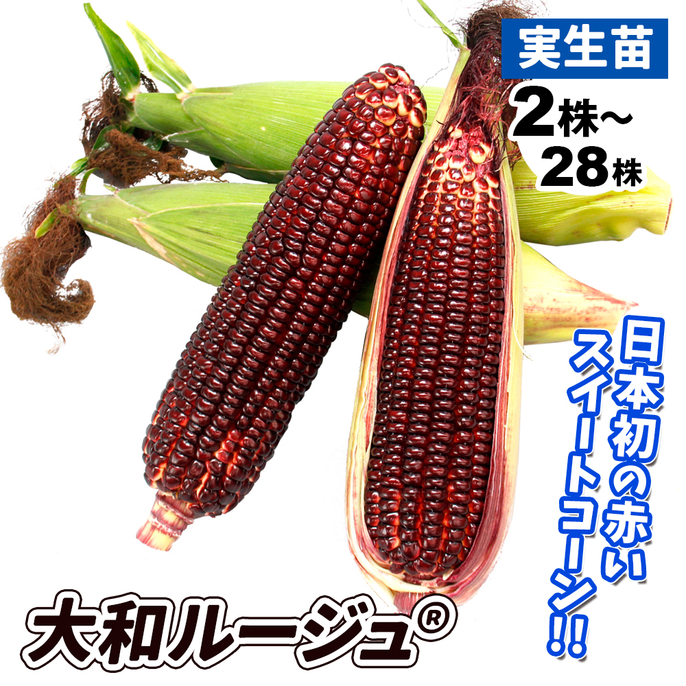 実生野菜苗 トウモロコシ F1大和ルージュR