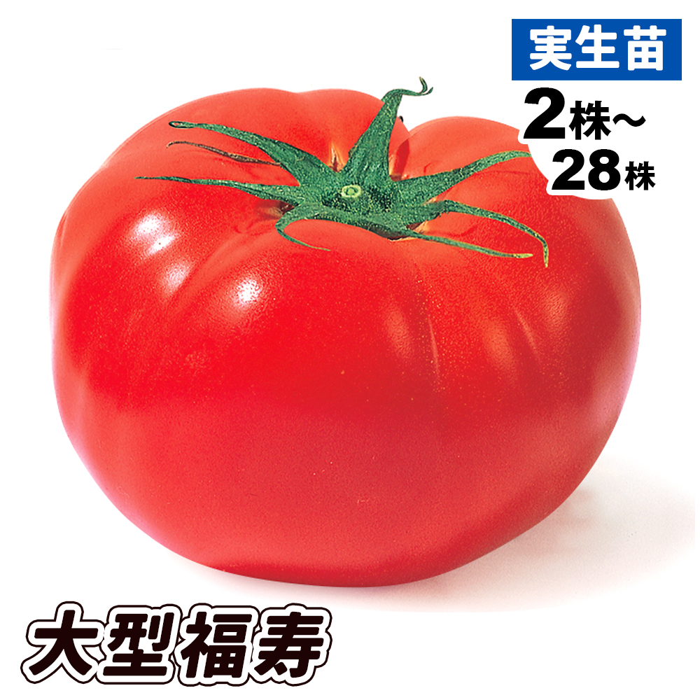 実生野菜苗 大玉トマト 大型福寿