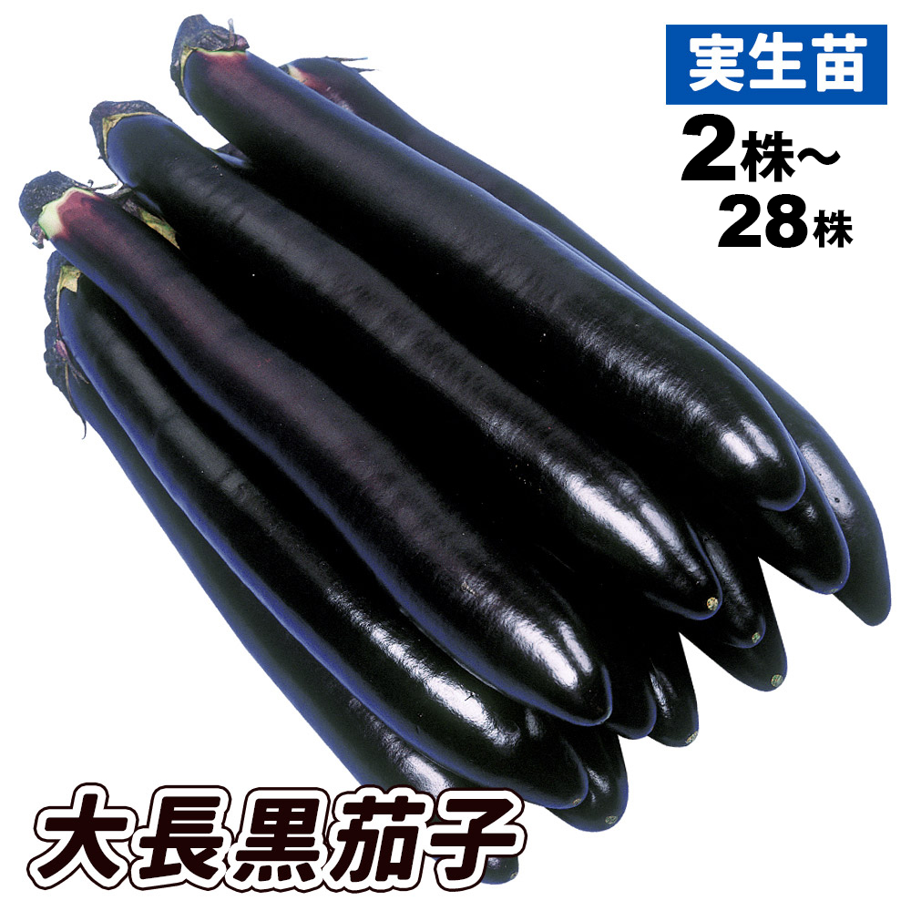 実生野菜苗 大長ナス F1大長黒茄子