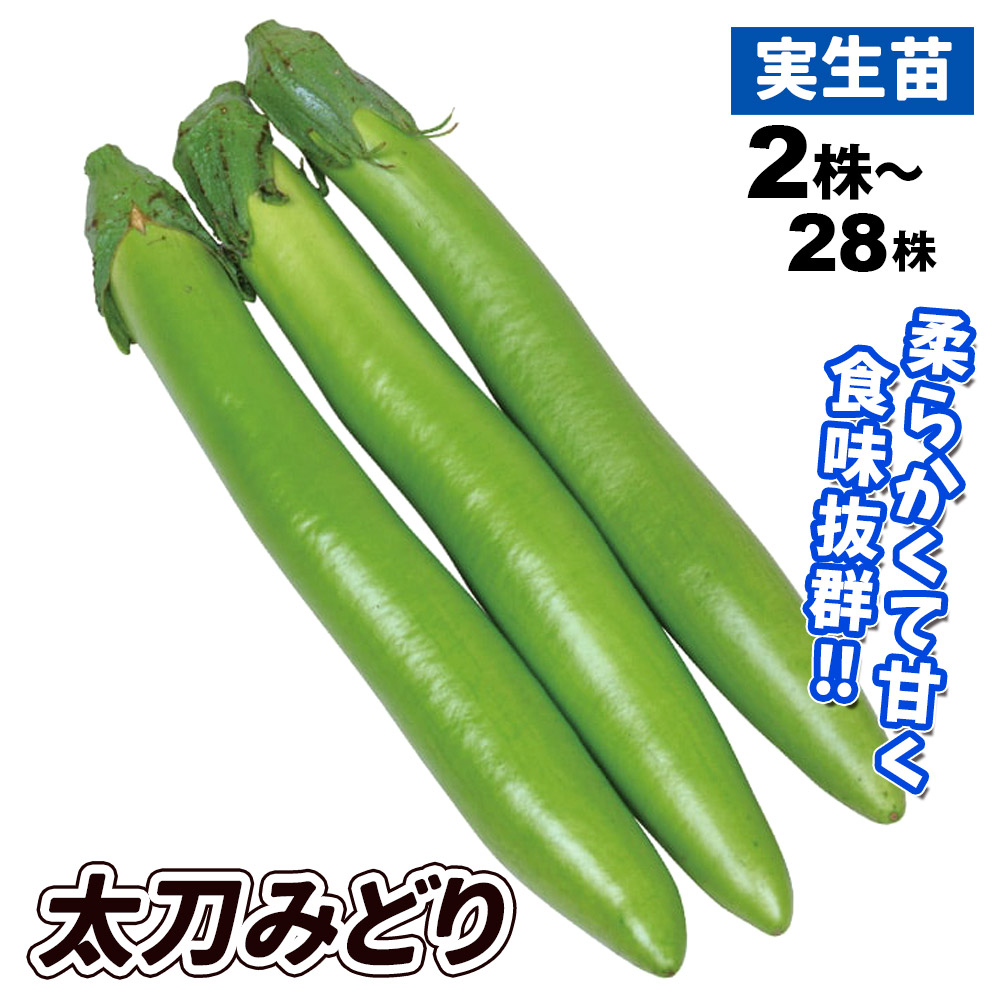 実生野菜苗 細長ナス F1太刀みどり