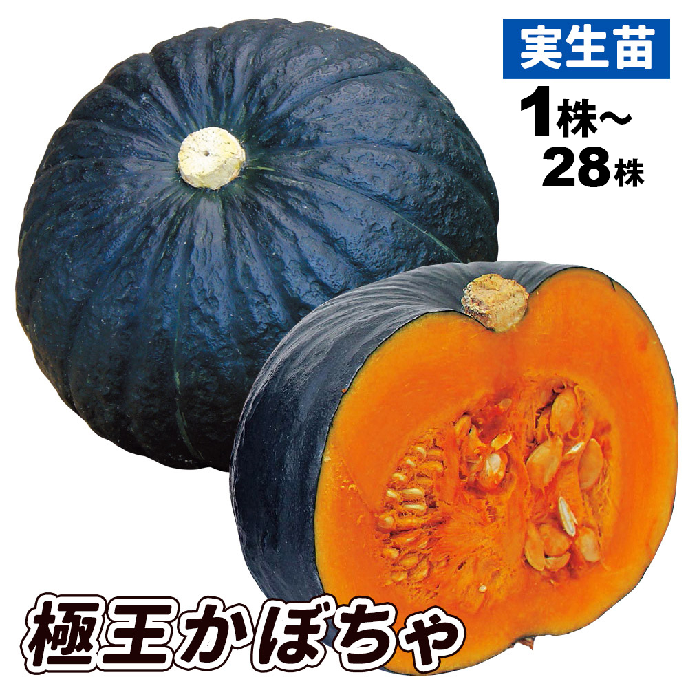 実生野菜苗 カボチャ F1極王かぼちゃ