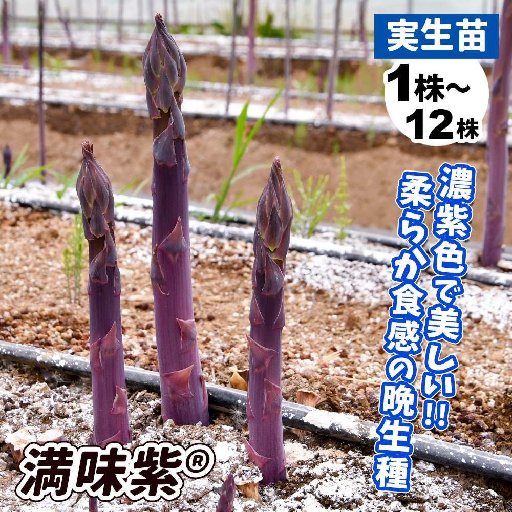 実生野菜苗 アスパラ 満味紫R