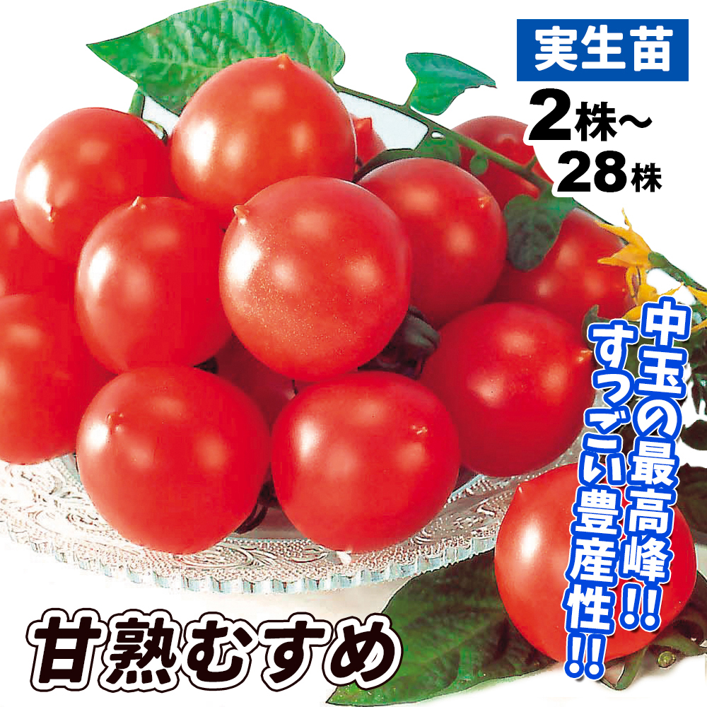 実生野菜苗 中玉トマト F1甘熟むすめ
