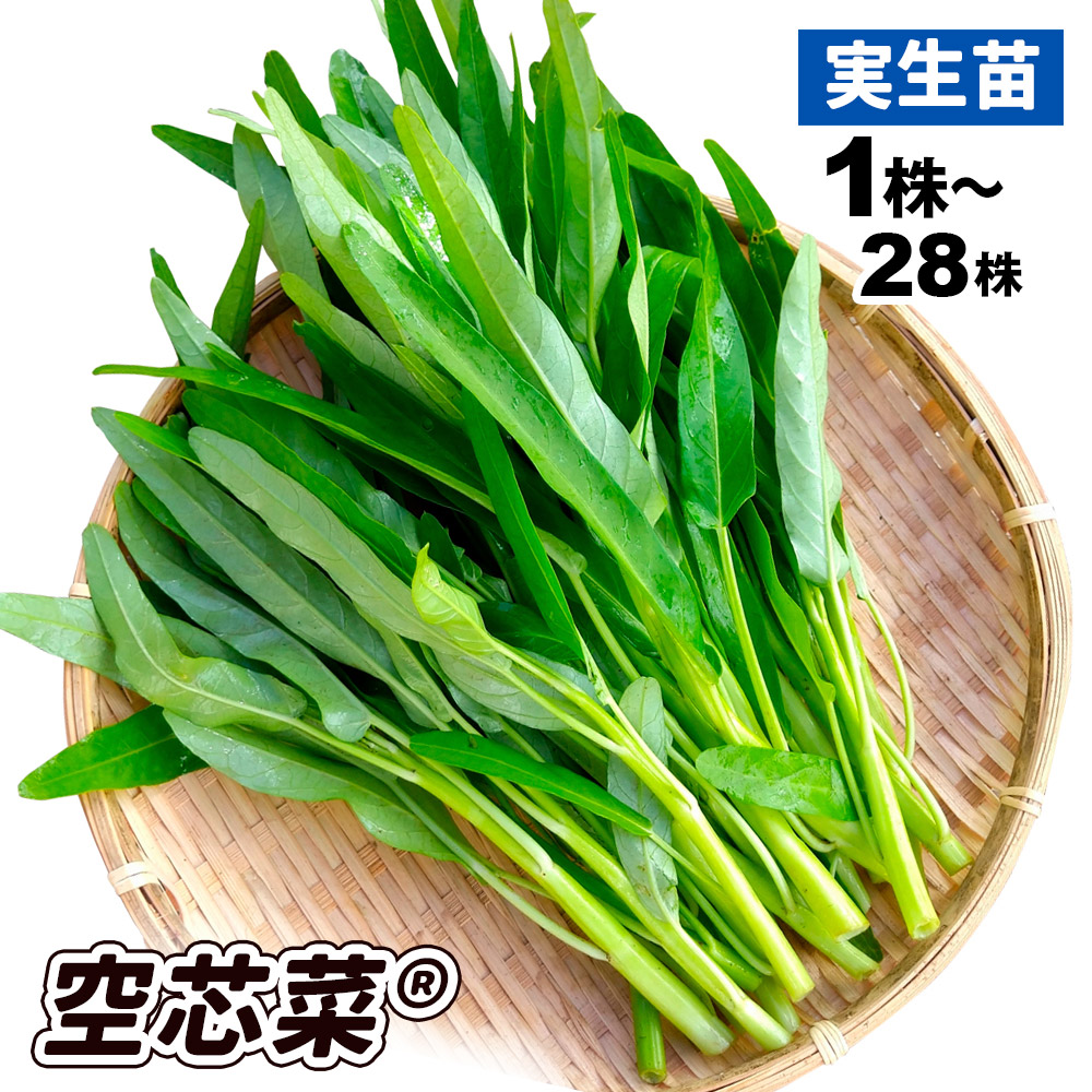 実生野菜苗 空心菜（R）エンサイ 9cmポット苗
