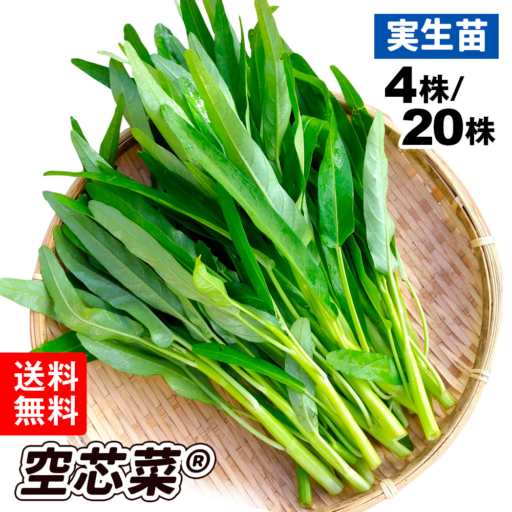 （送料無料）実生野菜苗 空心菜（R）エンサイ 9cmポット苗