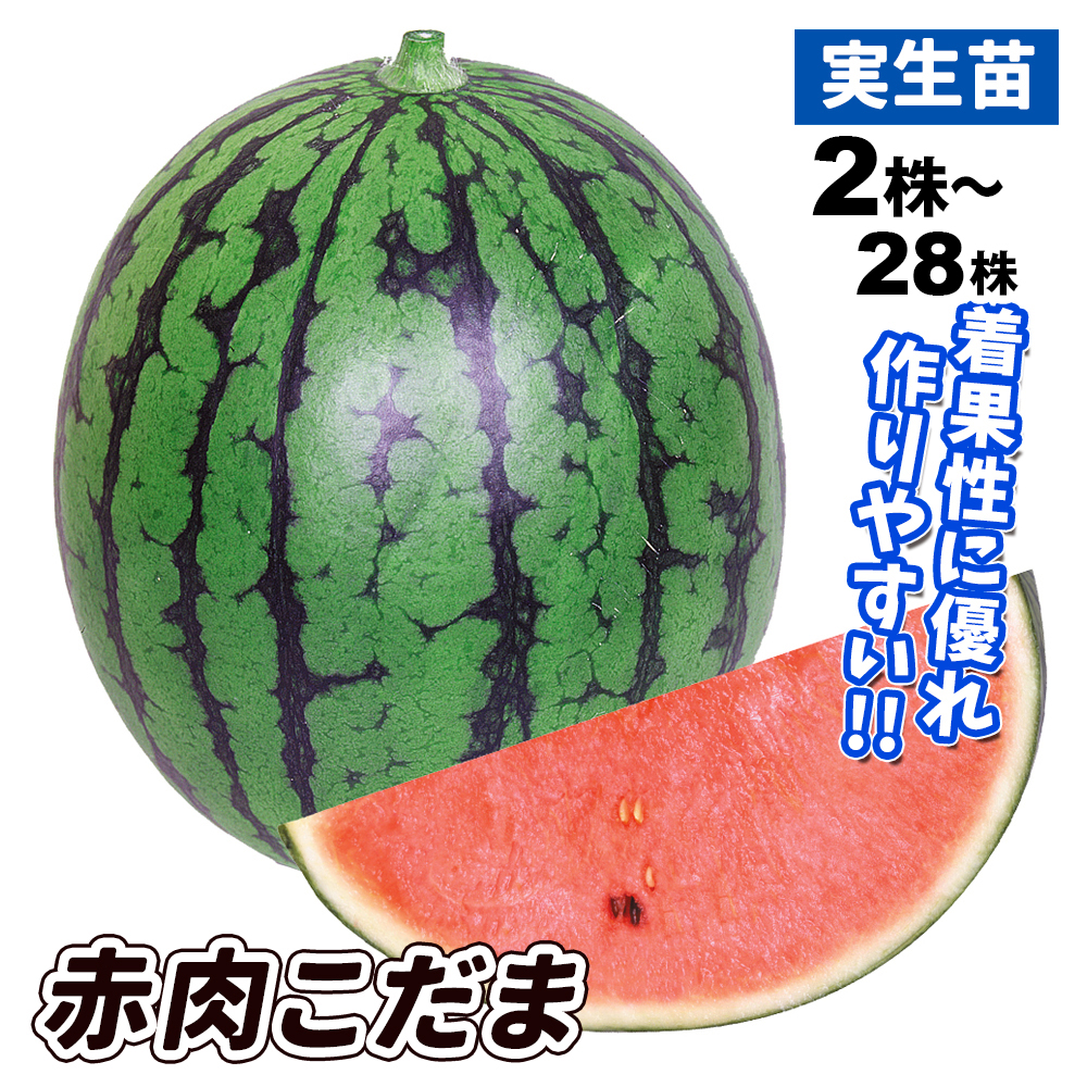 実生野菜苗 スイカ F1赤肉こだま