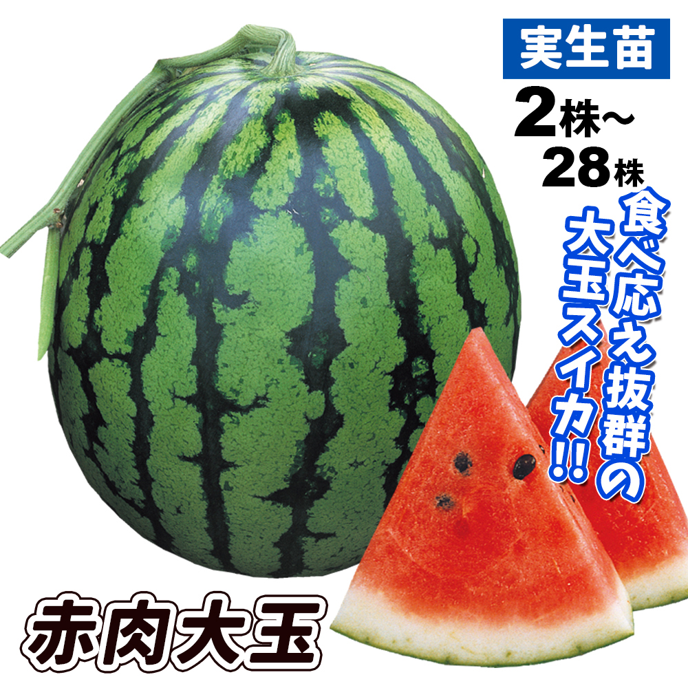 実生野菜苗 スイカ F1赤肉大玉