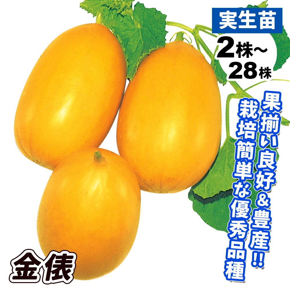 実生野菜苗 マクワウリ 金俵