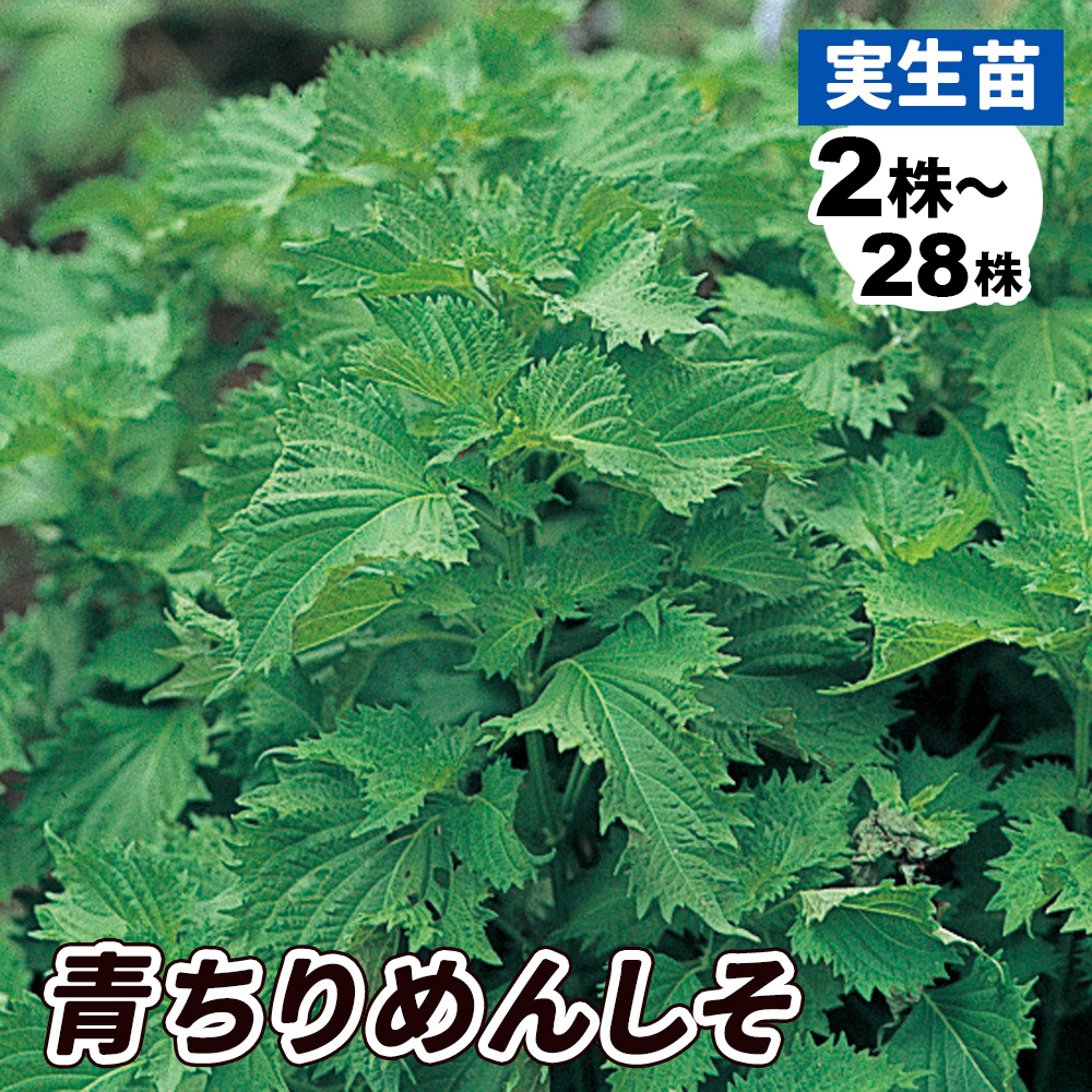 実生野菜苗 コンパニオンプランツ 青ちりめんしそ