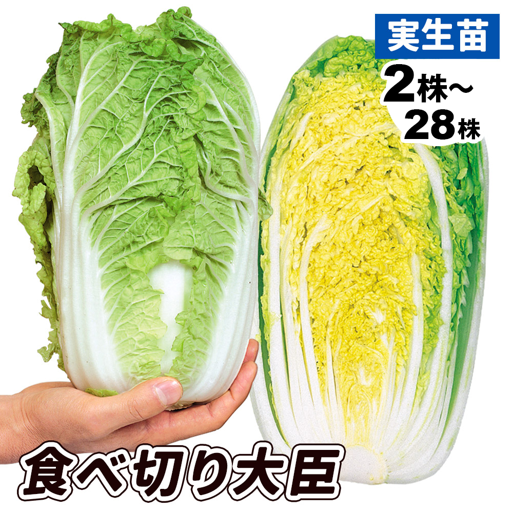 実生野菜苗 ハクサイ F1食べ切り大臣