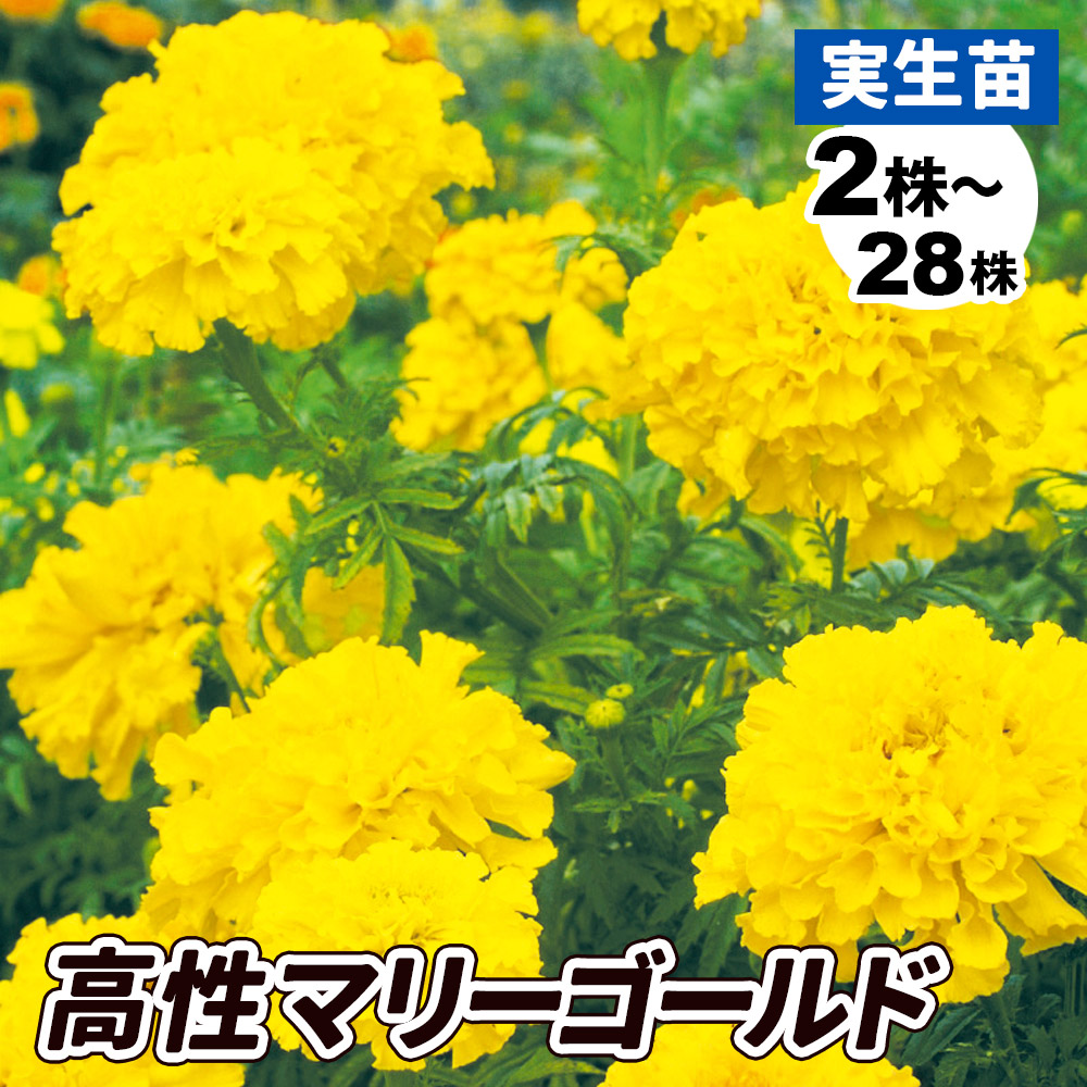 実生野菜苗 コンパニオンプランツ 高性マリーゴールド