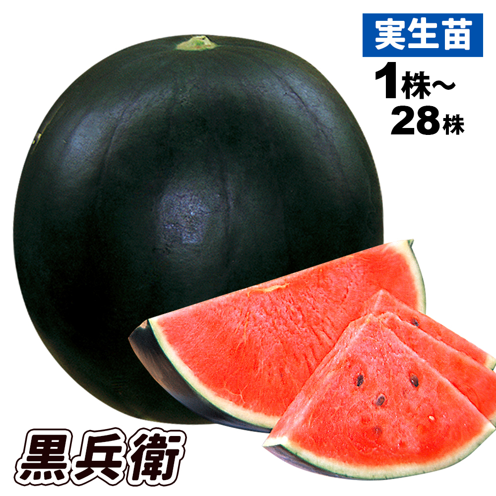 実生野菜苗 スイカ F1黒兵衛