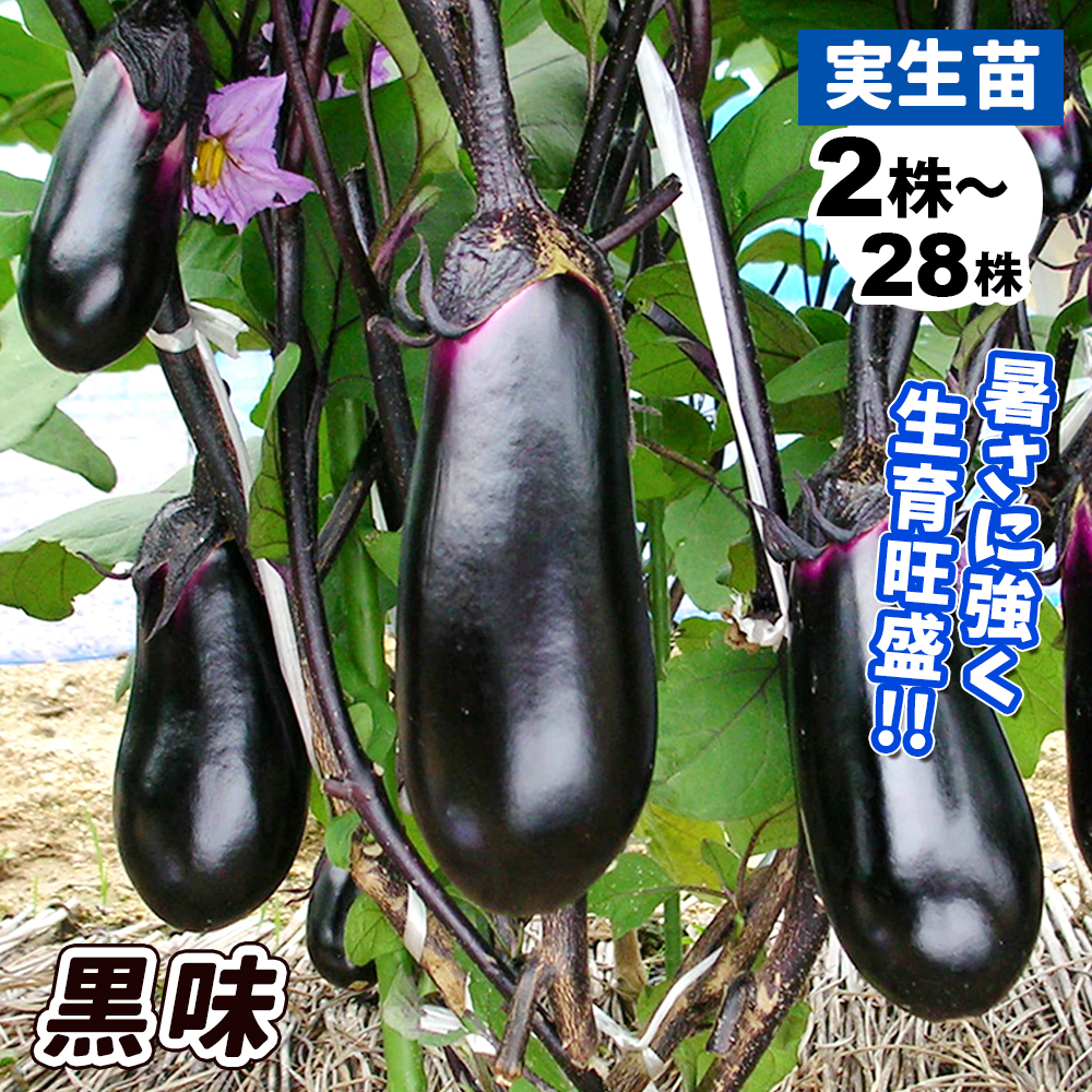 実生野菜苗 中長ナス F1黒味