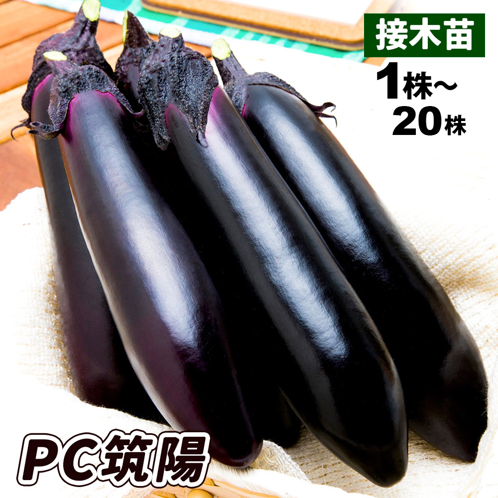 接木野菜苗 太長ナス 接木F1PC筑陽