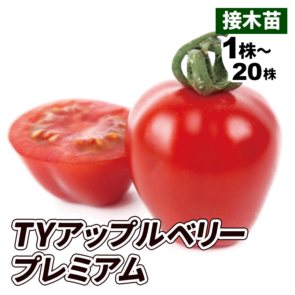 接木野菜苗 ミニトマト 接木F1TYアップルベリープレミアム