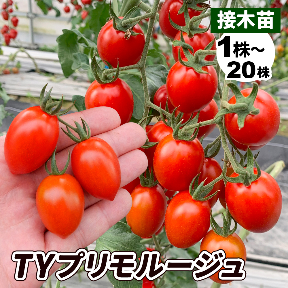 接木野菜苗 ミニトマト 接木F1TYプリモルージュ