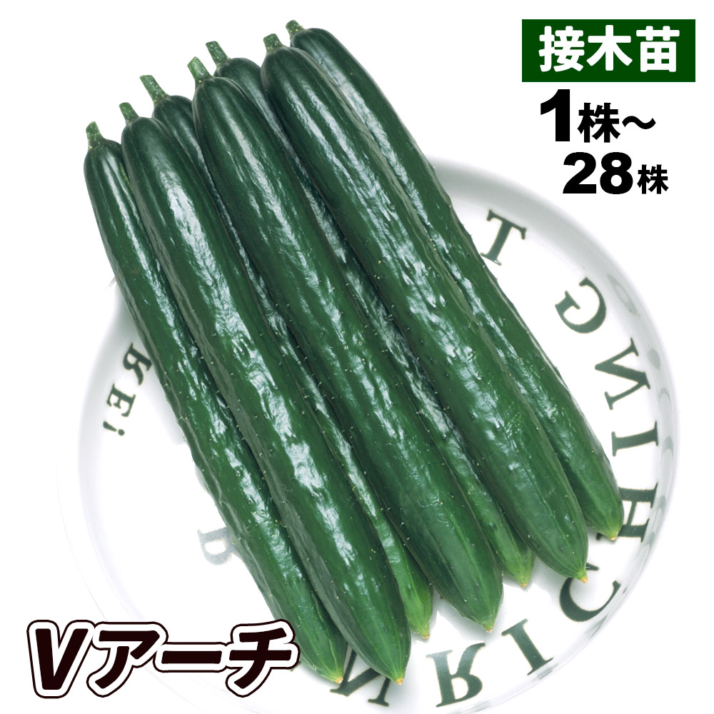 接木野菜苗 キュウリ 接木Vアーチ