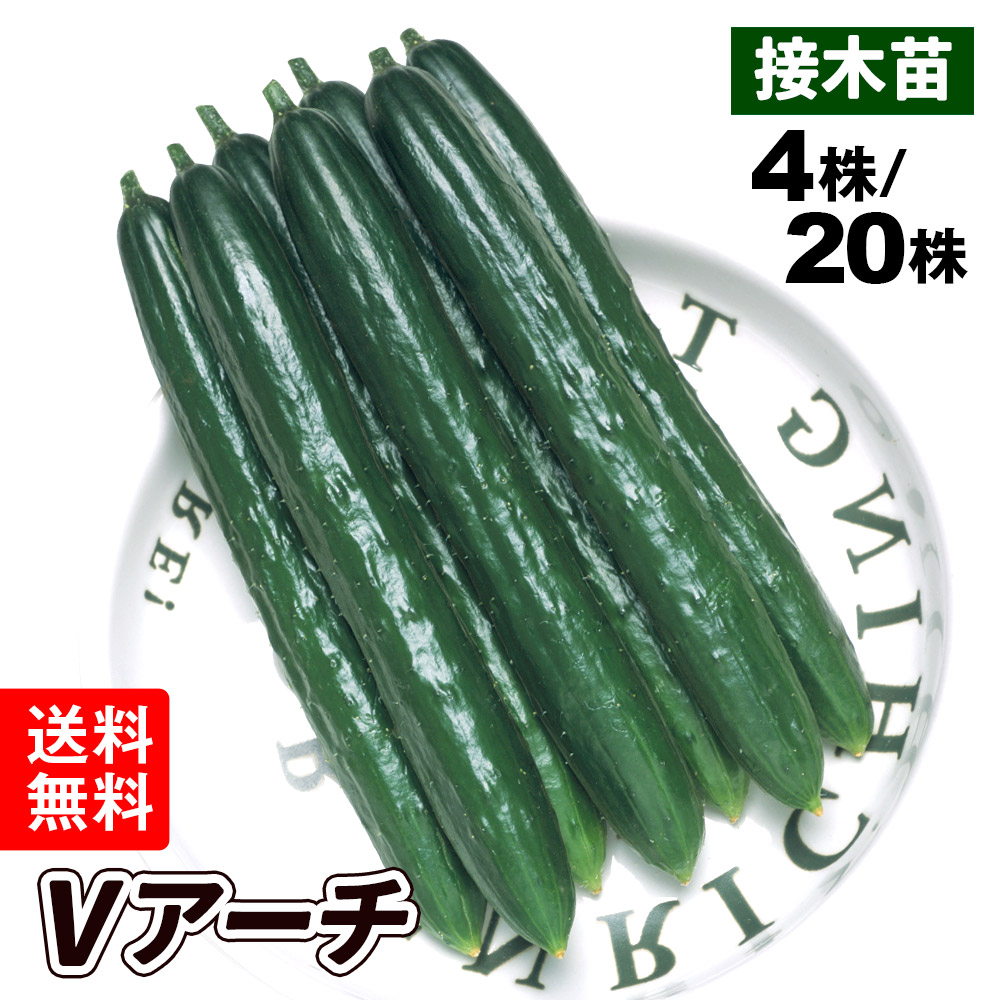（送料無料）接木野菜苗 キュウリ 接木Vアーチ
