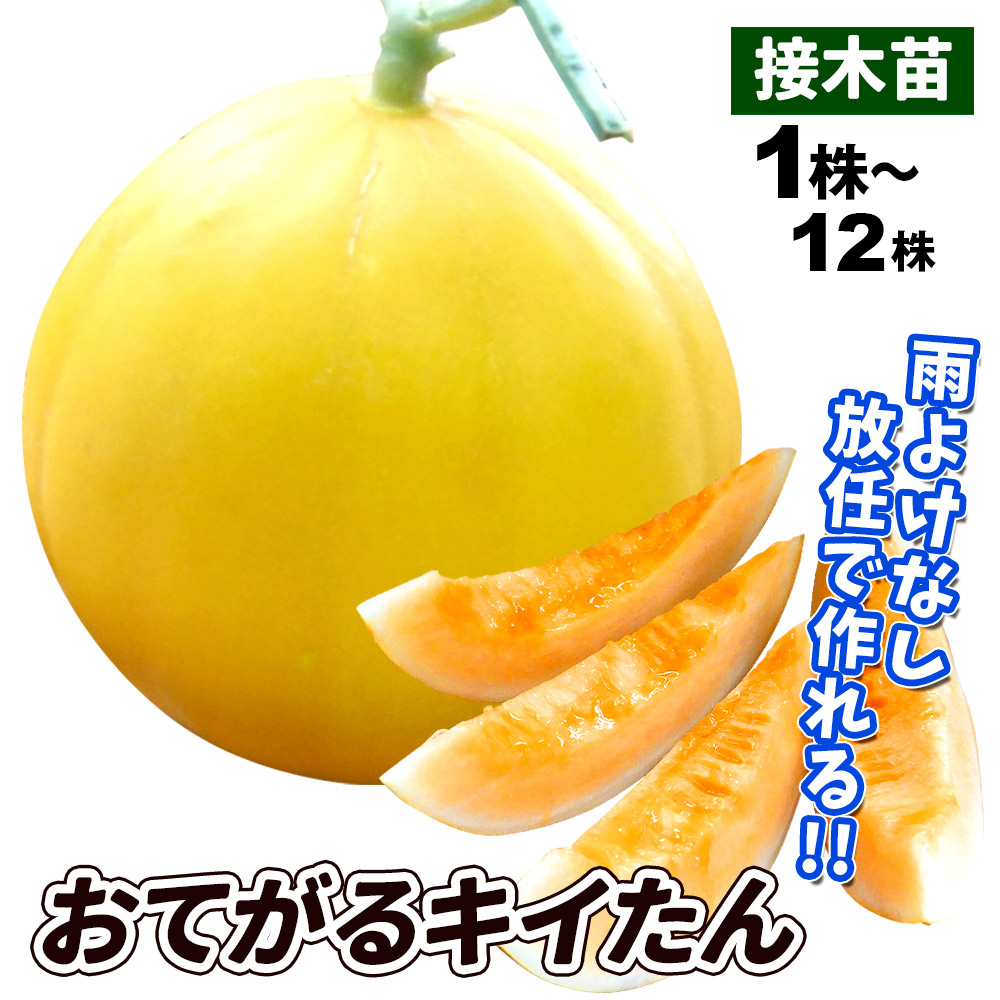 接木野菜苗 メロン 接木F1おてがるキイたん