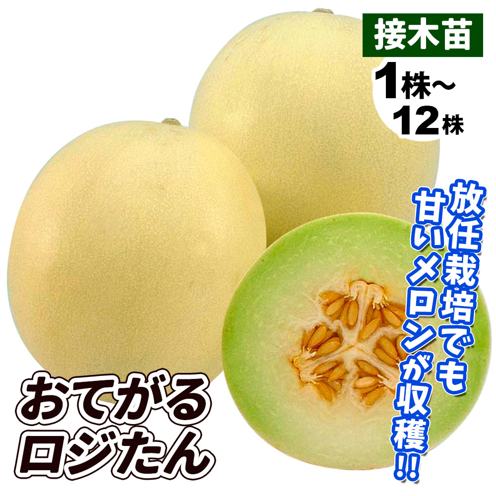 接木野菜苗 メロン 接木F1おてがるロジたん