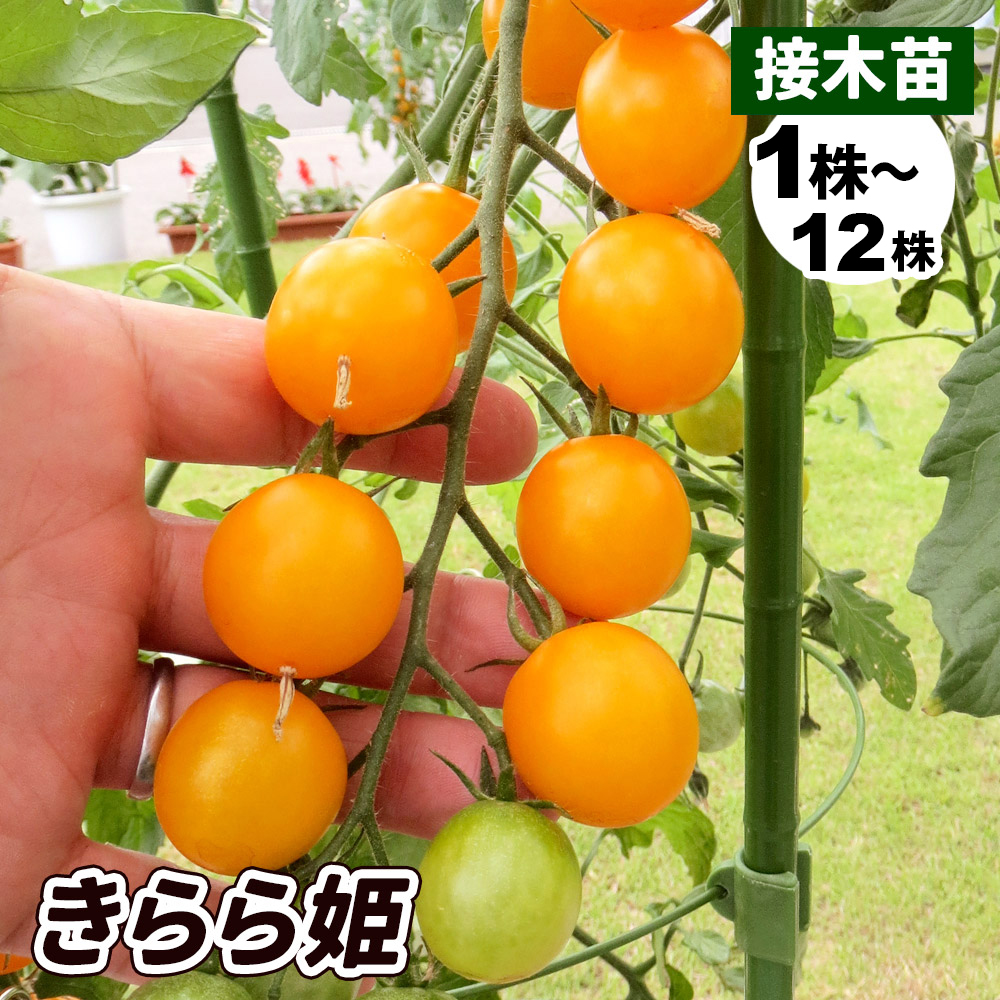接木野菜苗 ミニトマト 接木F1きらら姫