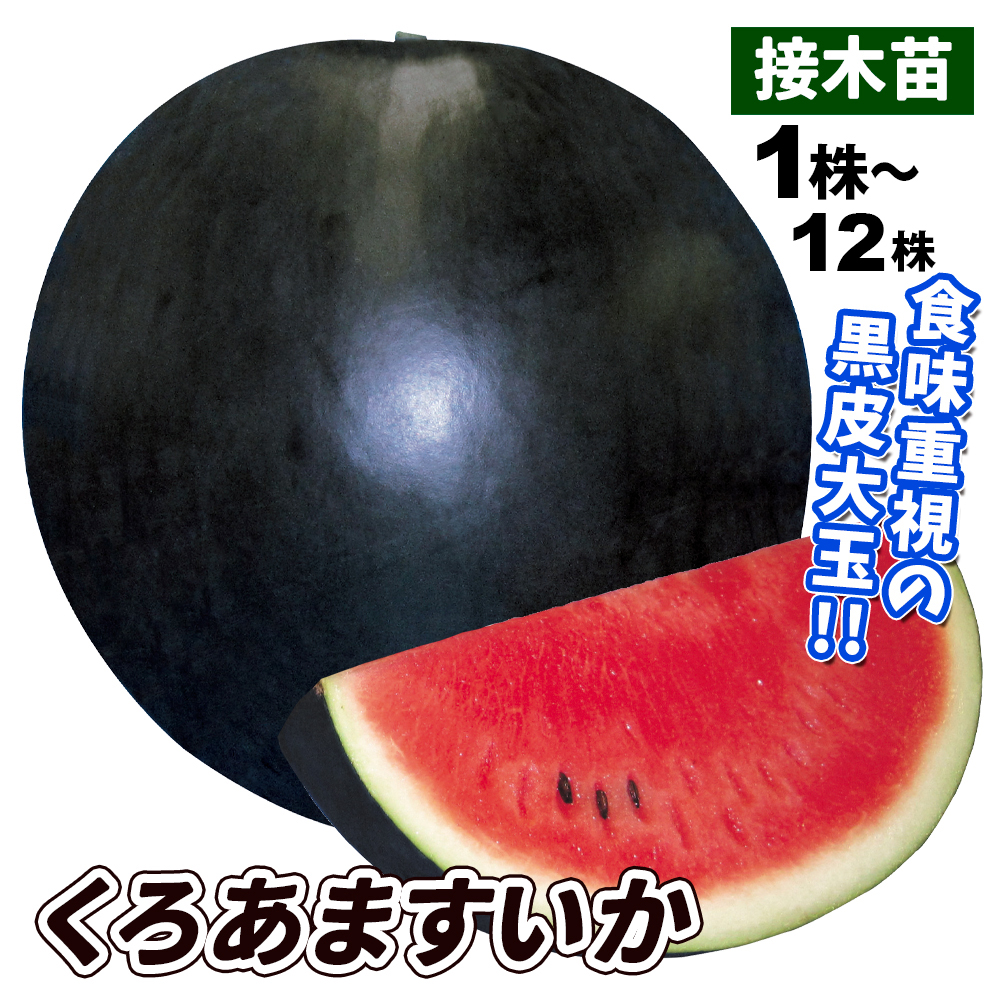 接木野菜苗 大玉スイカ 接木F1くろあますいか