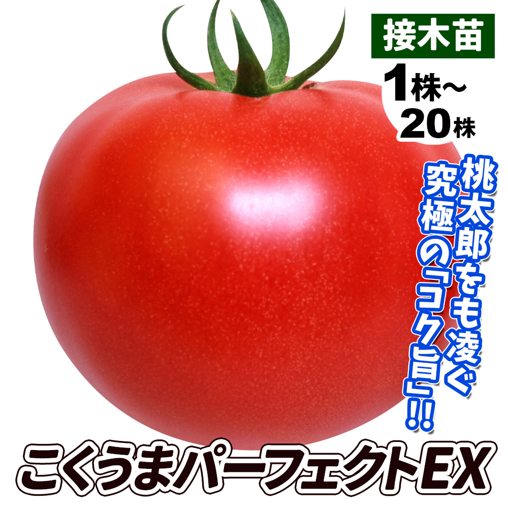 接木野菜苗 大玉トマト 接木F1こくうまパーフェクトEX