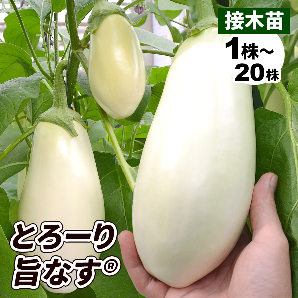 接木野菜苗 白ナス 接木F1とろーり旨なすR