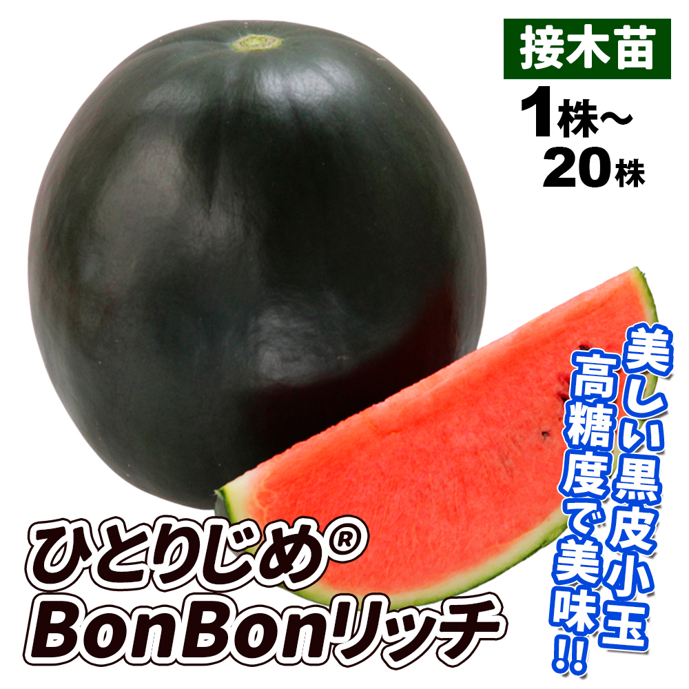 接木野菜苗 小玉スイカ 接木F1ひとりじめ（R)BonBonリッチ