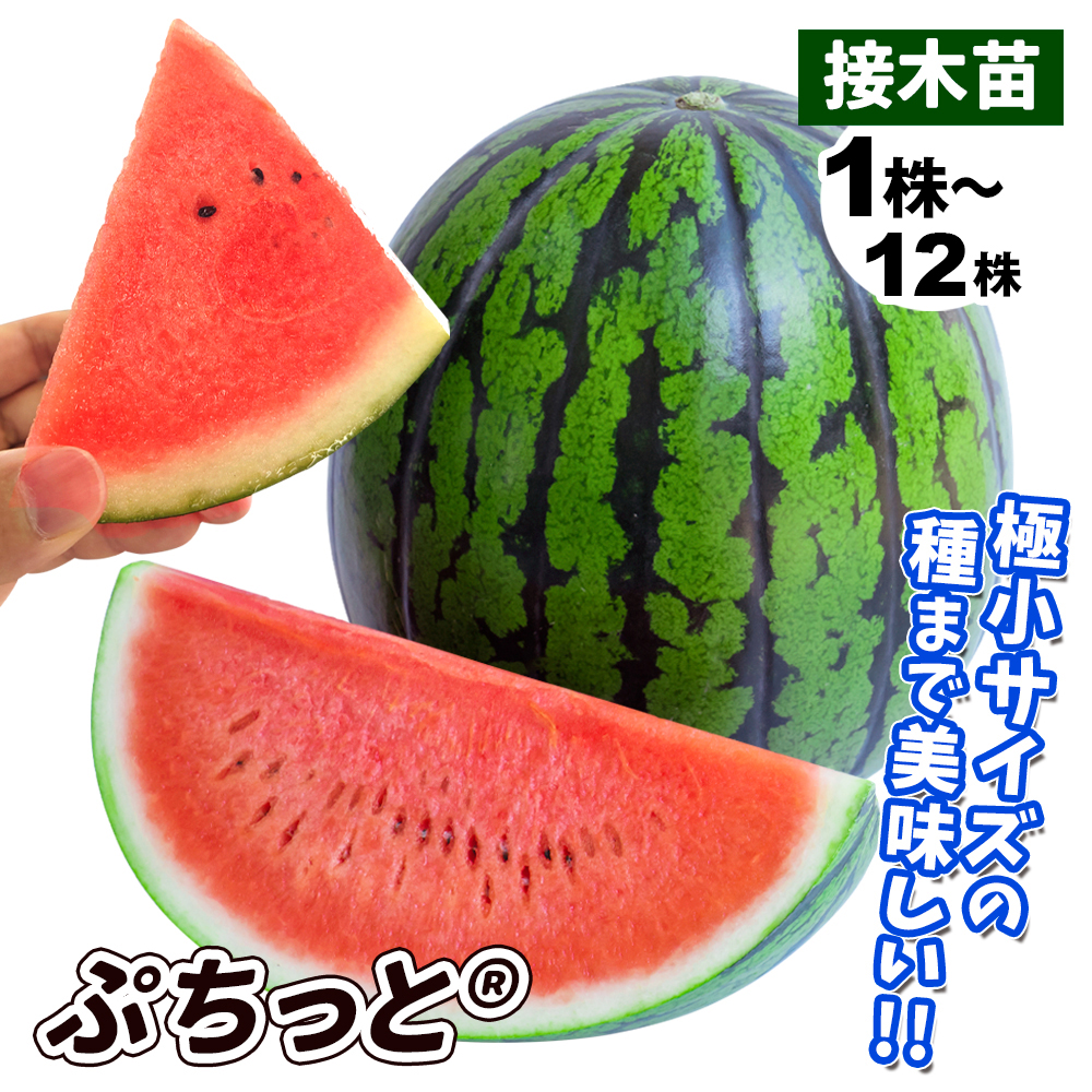 接木野菜苗 マイクロシードスイカ 接木F1ぷちっとR品種登録出願中（登録名:HW-NS1）