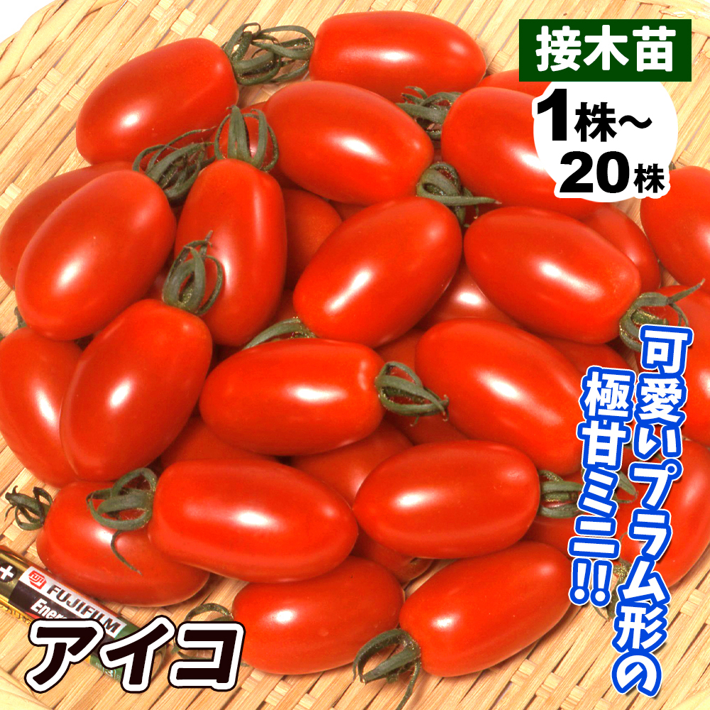 接木野菜苗 ミニトマト 接木F1アイコ