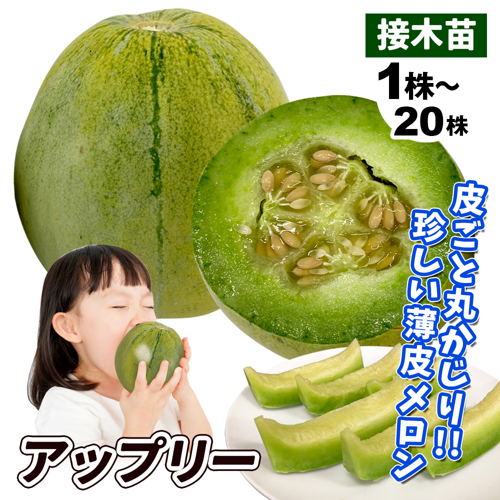 接木野菜苗 メロン 接木F1アップリー