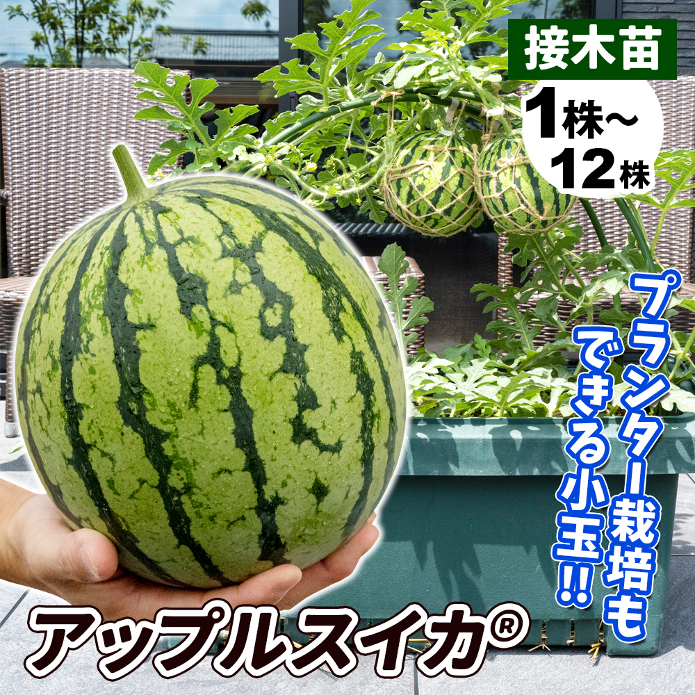 接木野菜苗 小玉スイカ 接木F1アップルスイカR
