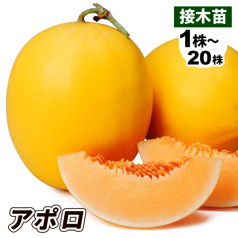 接木野菜苗 メロン 接木F1アポロ