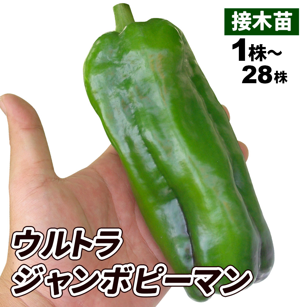接木野菜苗 ピーマン 接木F1ウルトラジャンボ