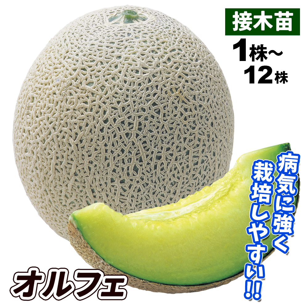 接木野菜苗 メロン 接木F1オルフェ