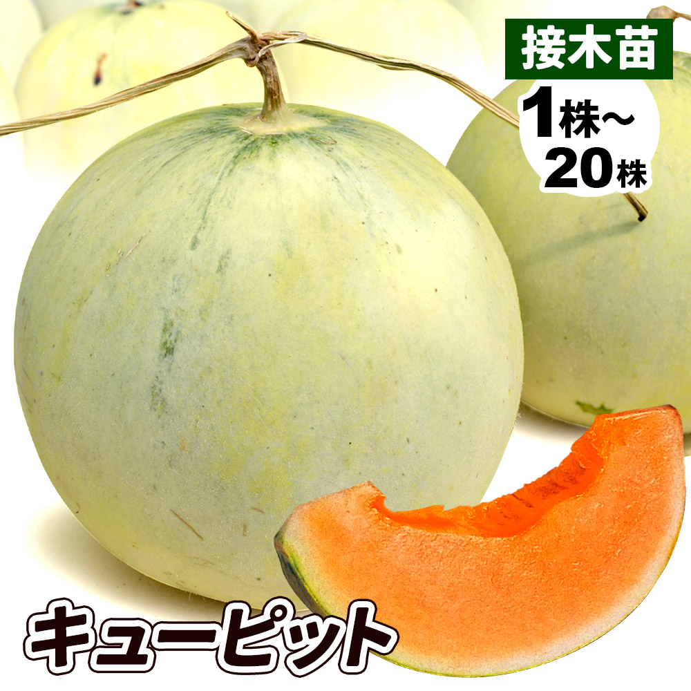 接木野菜苗 メロン 接木F1キューピット