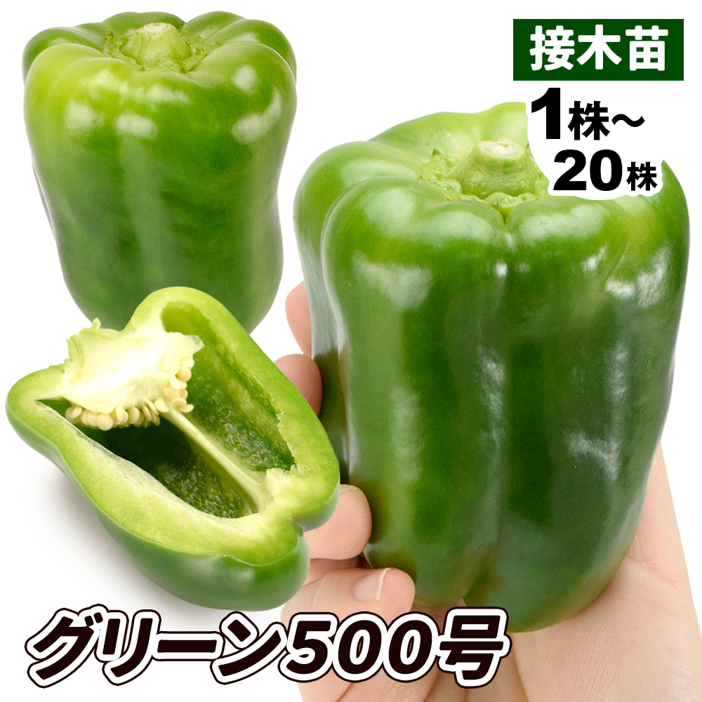 接木野菜苗 ピーマン 接木F1グリーン500号