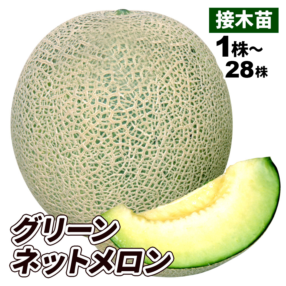 接木野菜苗 メロン 接木F1グリーンネットメロン